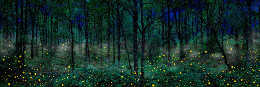 Night Dreamers