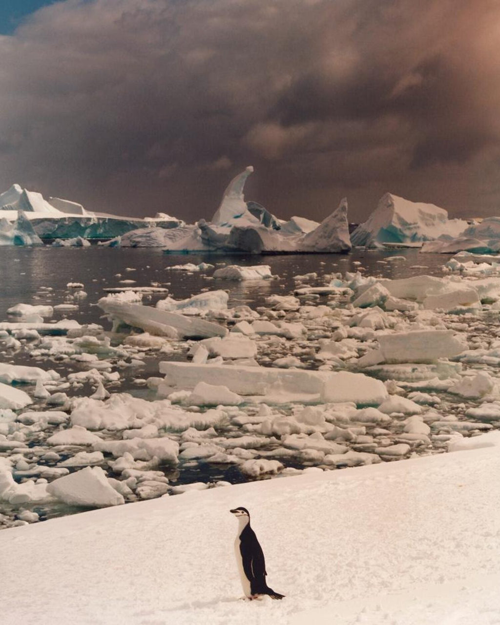 To The Antarctic - signed copy